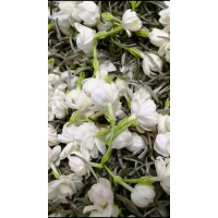 兰妃印象私房茶：茉莉花茶出品记