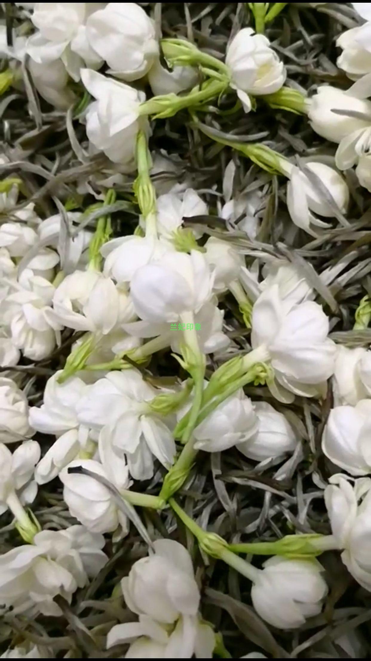 兰妃印象私房茶：茉莉花茶出品记