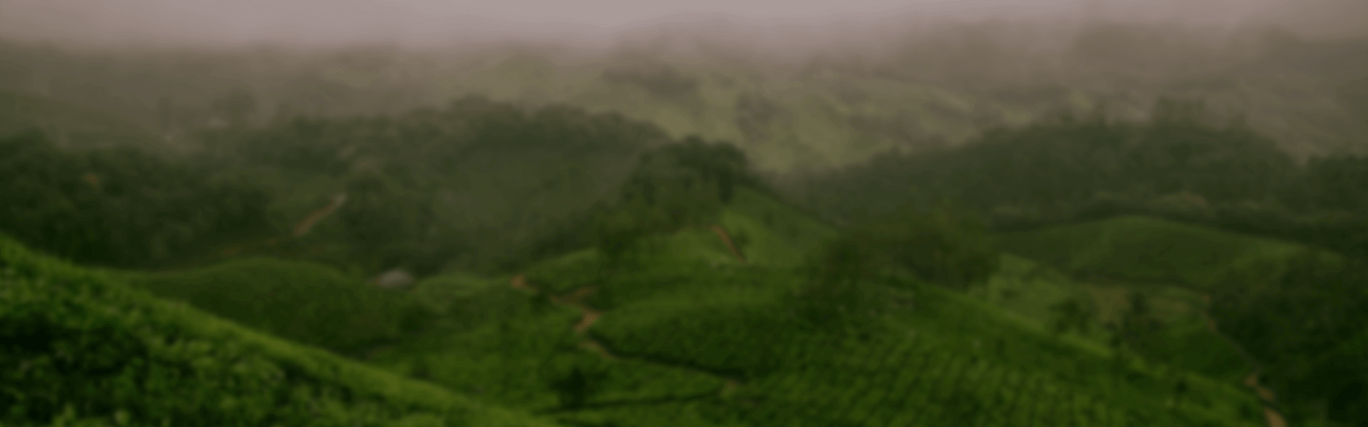 brand story banner